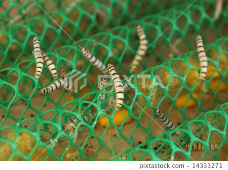 close up of silkworm close up of silkworm 14333271
