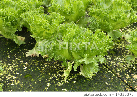 green oak, hydroponics green vegetable in farm green oak, hydroponics green vegetable in farm 14333373