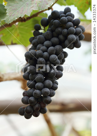 red wine grapes hanging 14333374