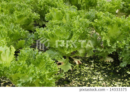 green oak, cultivation hydroponics green vegetable 14333375