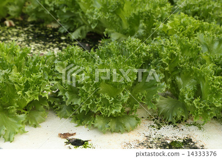 green oak, cultivation hydroponics green vegetable 14333376