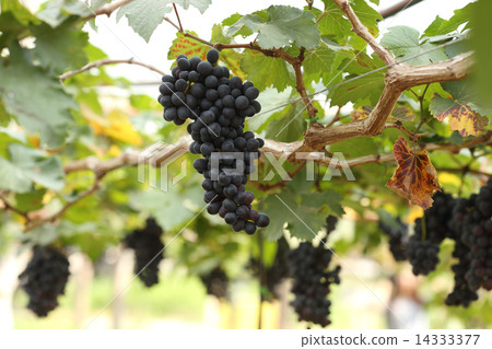 red wine grapes hanging red wine grapes hanging 14333377
