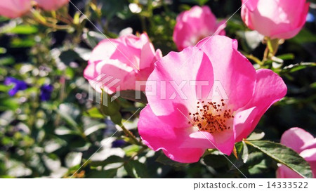 Pink flowers 14333522