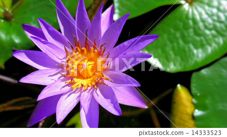 Purple flower 14333523