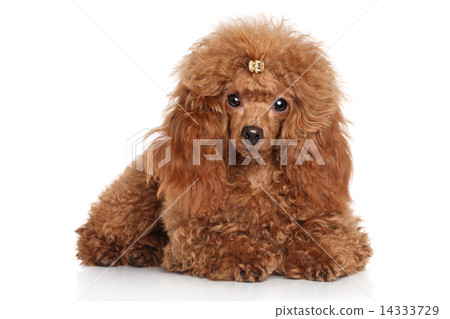 Red toy poodle puppy 14333729