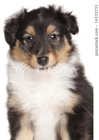 Sheltie puppy portrait on white background Sheltie puppy portrait on white background 14333731