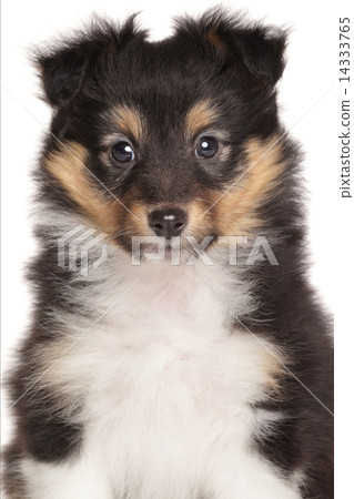Sheltie puppy on white background Sheltie puppy on white background 14333765