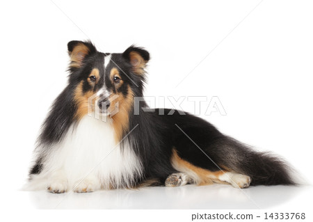Shetland sheepdog in front of white background 14333768