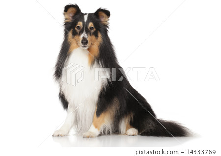 Shetland Sheepdog on white background 14333769