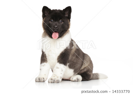 American Akita puppy 14333770