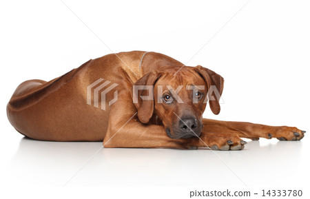 Rhodesian Ridgeback dog Rhodesian Ridgeback dog 14333780