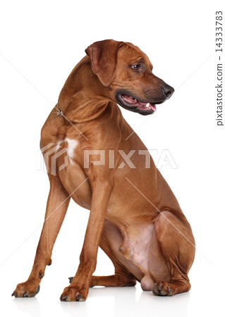 Rhodesian Ridgeback dog Rhodesian Ridgeback dog 14333783