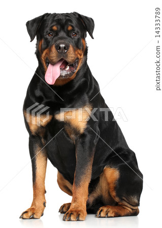 Portrait of a purebred rottweiler 14333789