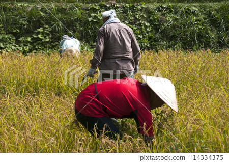 農業志願者 14334375