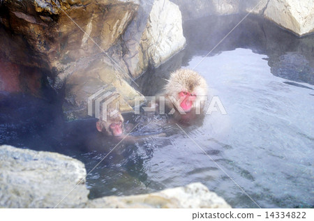 Parent and child of a monkey who enters a hot spring Parent and child of a monkey who enters a hot spring 14334822