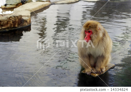 A monkey sitting on a rock 14334824