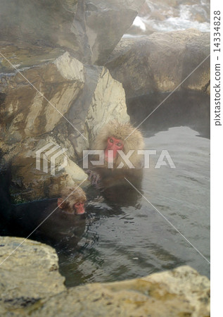 Parent and child of a monkey who enters a hot spring 14334828