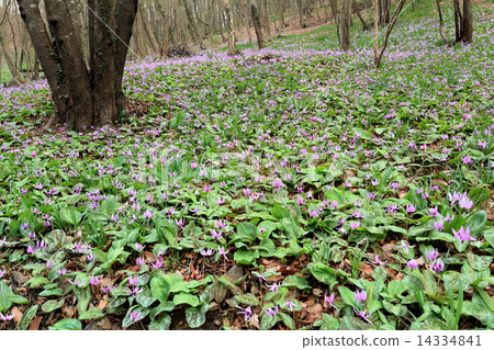 Katakuri森林 14334841