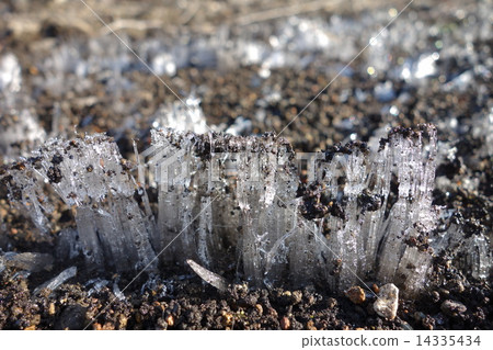 霜柱 14335434