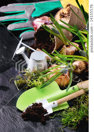 Garden tools and flower bulbs Garden tools and flower bulbs 14335576