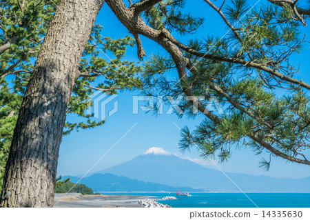 Mount Fuji and Matsubara [Miho no Matsubara] 14335630