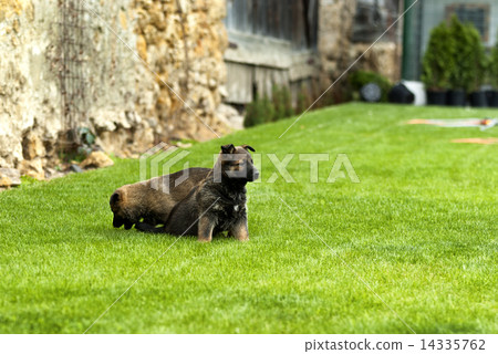 playful puppy dog 14335762