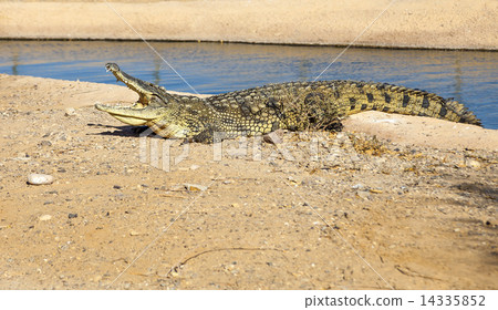 large American crocodile with an open mouth large American crocodile with an open mouth 14335852