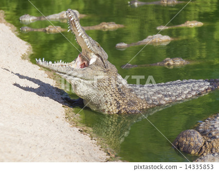 large American crocodile with an open mouth 14335853