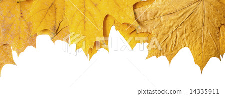 dried, autumn maple leaves 14335911