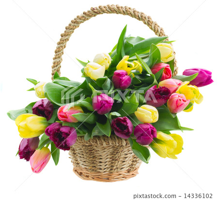 bouquet of  yellow and purple  tulip flowers 14336102