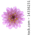 菊花 14336231
