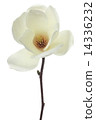 Haku Mokren 14336232