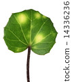 大吳風草 14336236