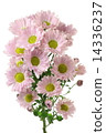 菊花 14336237