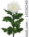 菊花 14336240