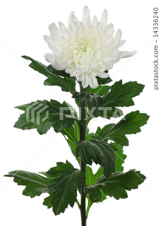 菊花 14336240