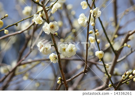 White plum 14336261