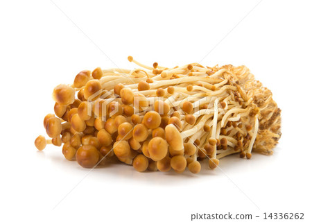 Mountain tea mushroom 14336262