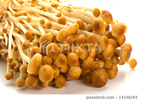 山茶蘑菇 14336265