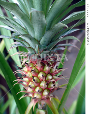 pineapple  14336877