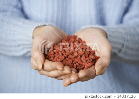 Close Up Of Woman Holding Handful Of Goji Berries Close Up Of Woman Holding Handful Of Goji Berries 14337126