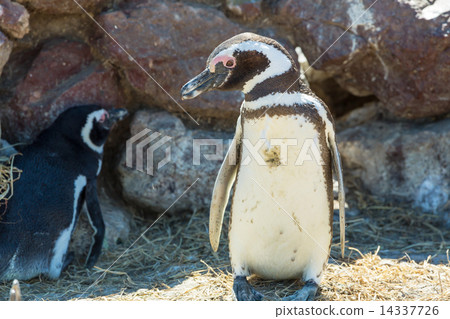 Penguin 14337726