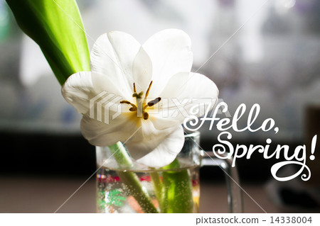 Hello, Spring 14338004