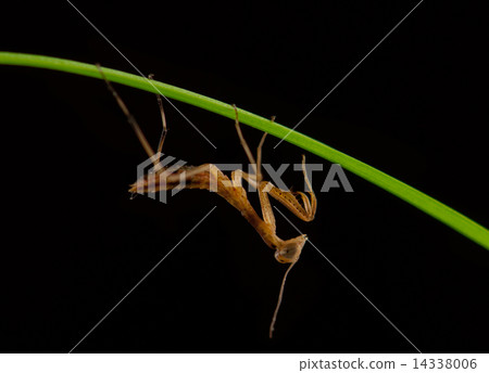 mantis isolated 14338006