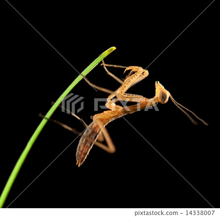 mantis 14338007