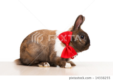 Brown bunny wearing a red bow tie Brown bunny wearing a red bow tie 14338255
