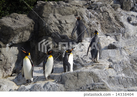 Crow Penguin Crow Penguin 14338404