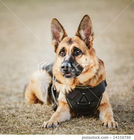 German Shepherd Dog Close Up 14338780
