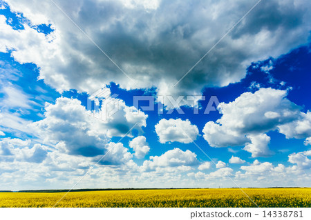Green Field Blue Sky. Early Summer, Flowering Rapeseed. Oilseed 14338781