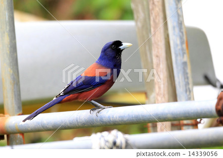 琉球松鴉 琉球松鴉 14339056